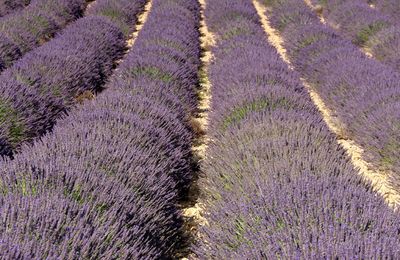 Sur le plateau de Valensole