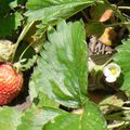 Premières fraises du jardin