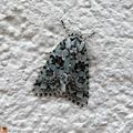 La chenille de ce beau papillon est une mangeuse de lichens....