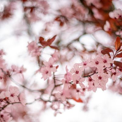 Le printemps, ce poète !