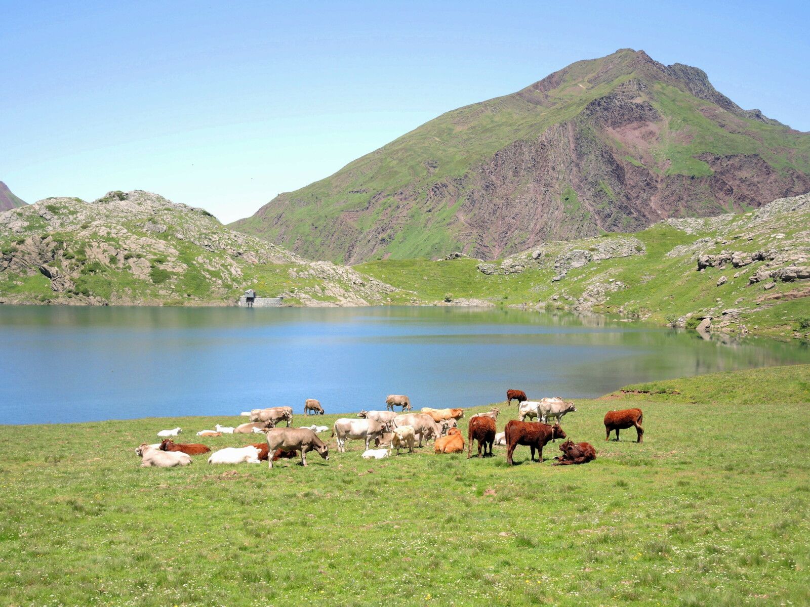 Lac d'Estaens, lac, pic de Gabedaille et vaches, juin 2024. (Espagne)