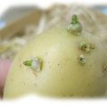 La conservation des pommes de terre