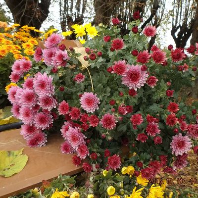 #fleurs #orange #chrysantheme 