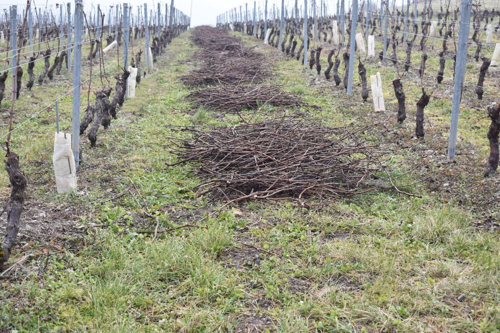 Balade dans les vignes de Chignin (73)