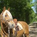 Balade en Solitaire avec mon beau Blond.