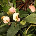 Anthuriums roses