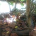Chiots abandonnés dans la mangrove Sainte Anne ... Jolan et Jolane