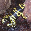 Les dendrobates