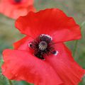 Coquelicot