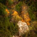 Couleurs d'automne en Provence