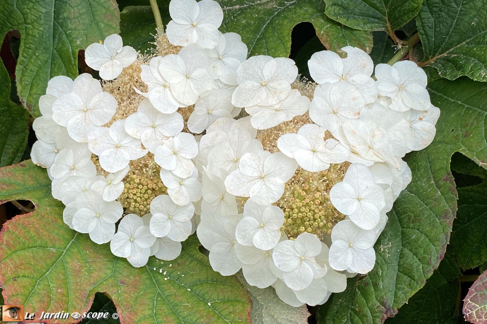Hydrangea quercifolia