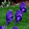 Aconitum napellus - version test