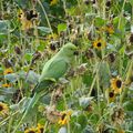 Une perruche et des tournesols