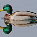 Mr Canard et maman Cygne 