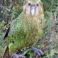 NOUVELLE-ZELANDE - Le Kakapo revient