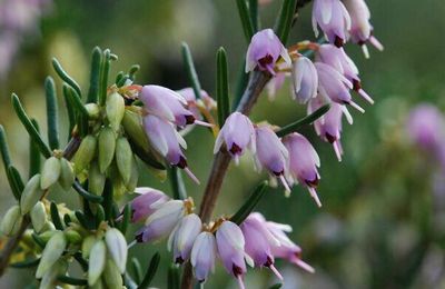 Erica ' x darleyensis 'Ghost Hills' 