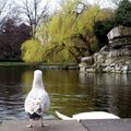 Une matinée dans St Stephen's Green Park