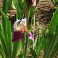 Parc Floral d' Orléans La SourcePremiers Iris 