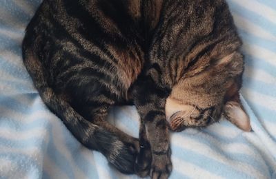 Clic clac chez tOrtue 