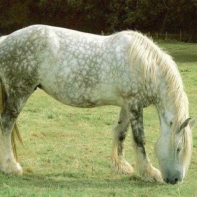 Le Percheron