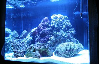 aquarium 130 L marin