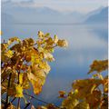 Dans les vignes du Lavaux...