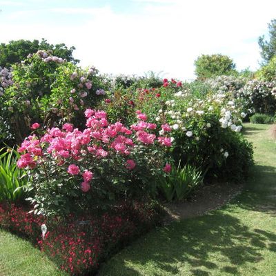 Le Jardin de Morailles et sa collection de roses anciennes, à visiter à Pithiviers le Vieil dans le Loiret...