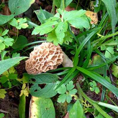 Saison des champignons 2025 : les morilles s'accrochent à la vie...