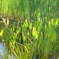 Plante amphibie prisée pour les piscines naturelles...