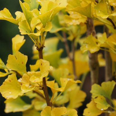 L'automne en couleurs 🍁🍂🧡🌰🍄