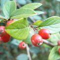 Cotonéasters