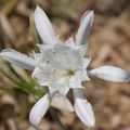 Lys des sables