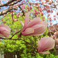 La leçon du magnolia