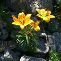 Floraison éclatante aux lacs du Mercantour