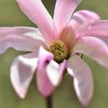 La floraison du Magnolia stellata 'Rosea'