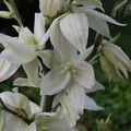 Merveilleuses fleurs de Yucca