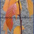 Vos plus belles feuilles d'automne