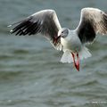 Mouette à tête grise - Photos