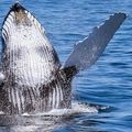 Les baleines de Bangudae