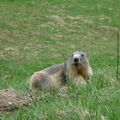 080 - Marmotte