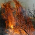 Le parc national de la Réunion toujours en proie aux flammes