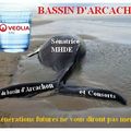 LA BALEINE COINCEE DANS UN VERRE D'EAU