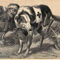 LES CHIENS ET LA GUERRE DE 1914