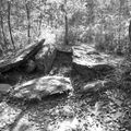 forêt de brocèliande