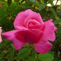 Rose fuschia comme... la rose