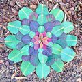 Mandalas de pétales et de feuilles