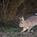 Le clochard et le lapin