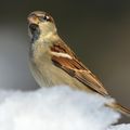 Le fier moineau du Casset