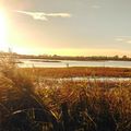 Marais du Vigueirat, avec Bibi cette fois !