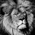  Portrait de lion en noir et blanc